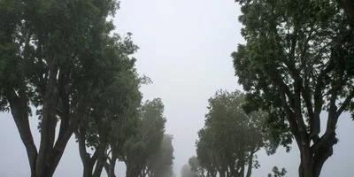 葡萄园